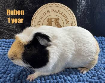Rescue Short Haired Guinea Pigs for Adoption in Red Oak, Iowa - Ruben | PetCurious